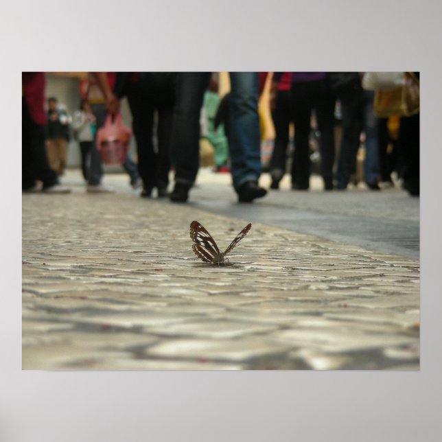 Butterflies and cobbled roads poster (Front)