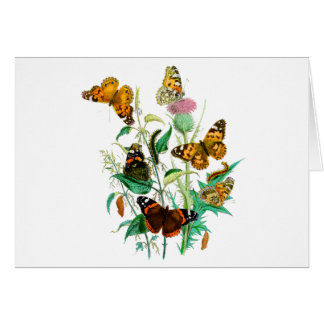 Butterflies and Thistle