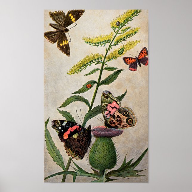 Butterflies and Thistle Poster (Front)