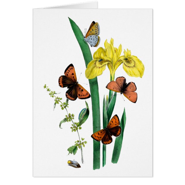 Butterflies and Yellow Iris (Front)