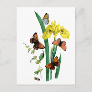 Butterflies and Yellow Iris Postcard