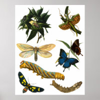 Butterflies Beetle Bugs Insects Collage Art