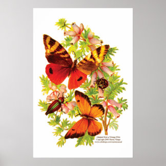 Butterflies & Beetles Poster