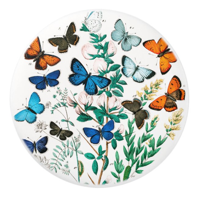 Butterflies, Caterpillars by William Forsell Kirby Ceramic Knob (Front)