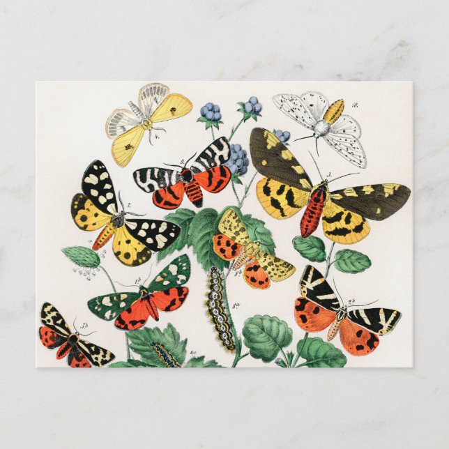 Butterflies, Caterpillars by William Forsell Kirby Postcard (Front)