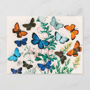 Butterflies, Caterpillars by William Forsell Kirby Postcard