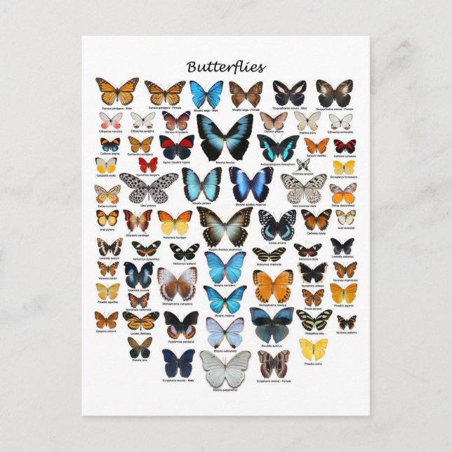 Butterflies chart postcard (Front)