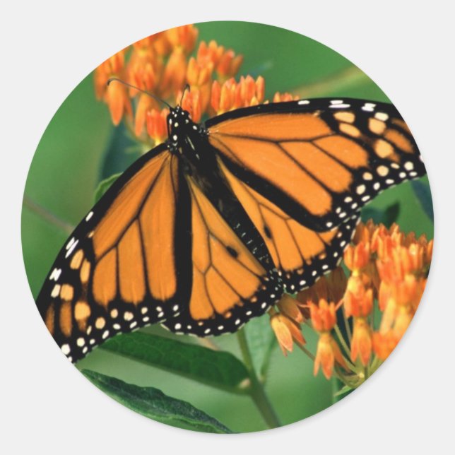 butterflies monarch butterfly classic round sticker (Front)