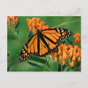 butterflies monarch butterfly postcard