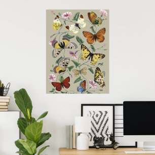 Butterflies & Moths Nature Illustration Collection Poster
