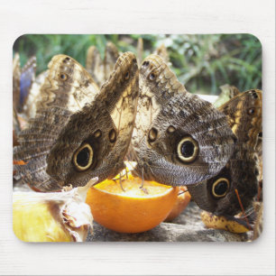 BUTTERFLIES MOUSE PAD