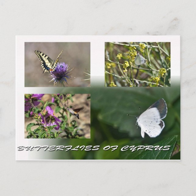 butterflies of Cyprus postcard (Front)