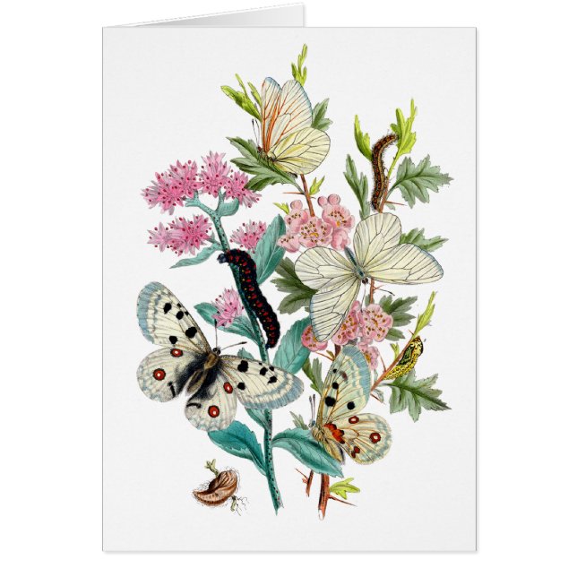 Butterflies of Summer (Front)