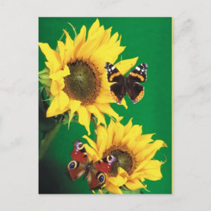 Butterflies of Summer 2 Postcard