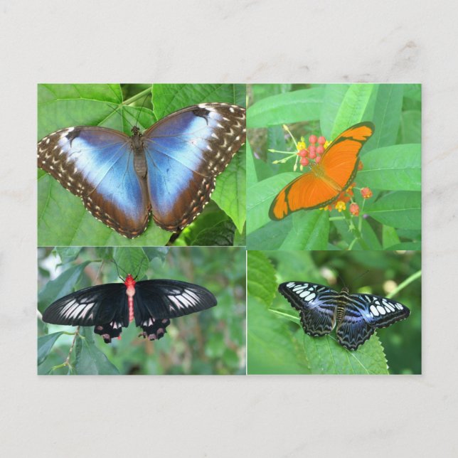 Butterflies of the World Postcard (Front)