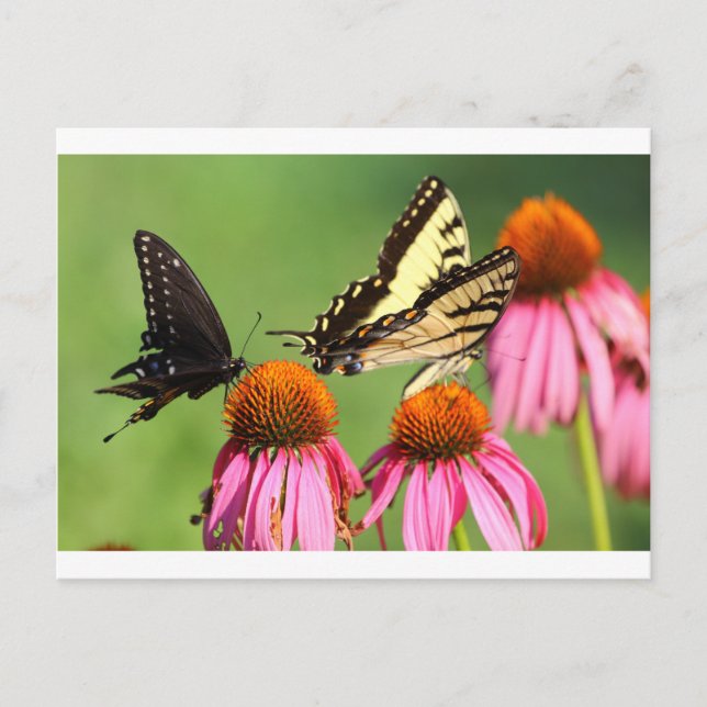Butterflies on Coneflowers, Ohio Postcard (Front)