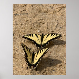 Butterflies on the Beach Poster