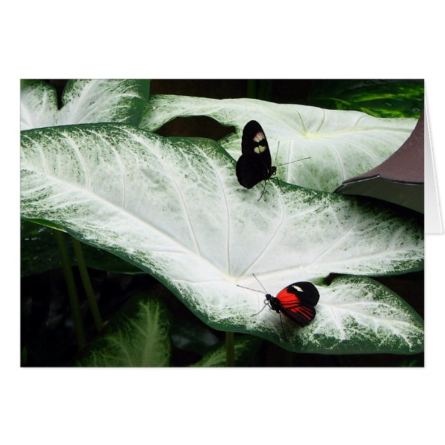Butterflies on White Caladiums (Front Horizontal)
