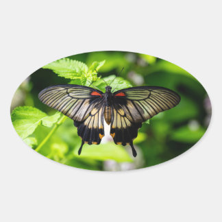 butterflies oval sticker
