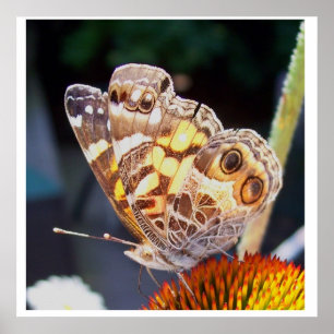 Butterflies Patterns Poster