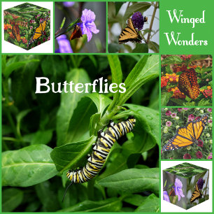 Butterflies Photographic Decorative Photo  Cube