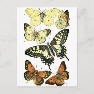 Butterflies Postcard