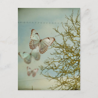 Butterflies Postcard