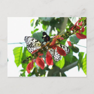 Butterflies Postcard