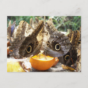 BUTTERFLIES POSTCARD