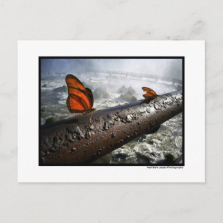 Butterflies Postcard