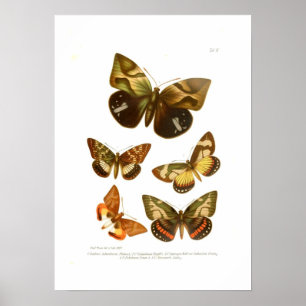 Butterflies Poster