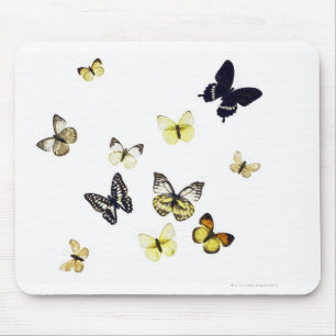 Butterflies shot on white mouse pad