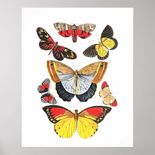 Butterflies, Transparent Background, Poster (Front)