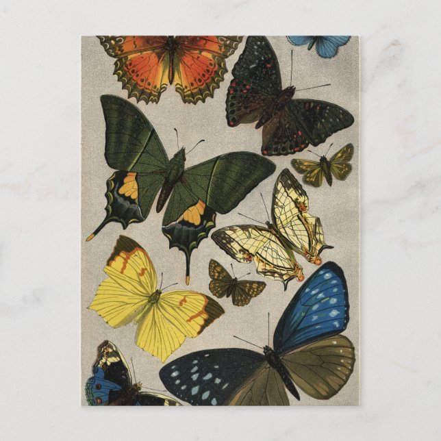 Butterflies Vintage 1904 Postcard (Front)