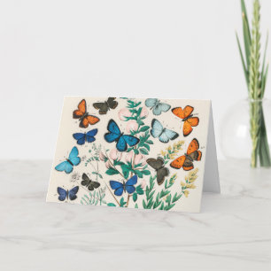 Butterflies, vintage illustration note card