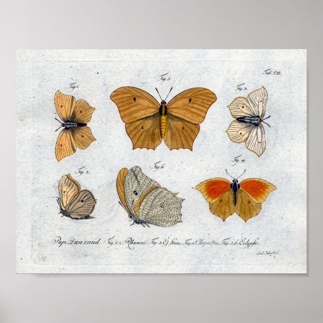 Butterflies Vintage Print Download Yellow (Front)