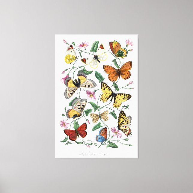 Butterflies Wall Art Canvas Vintage Style Nature  (Front)