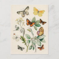 Butterflies - William Forsell Kirby