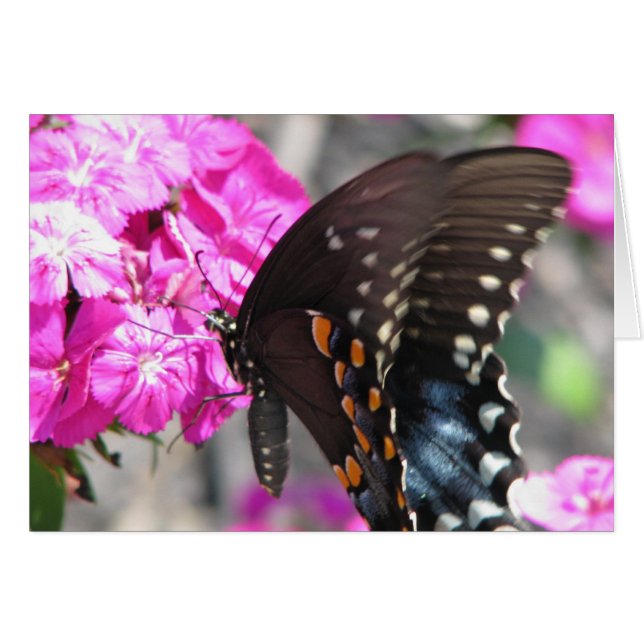 Butterfly (Front Horizontal)