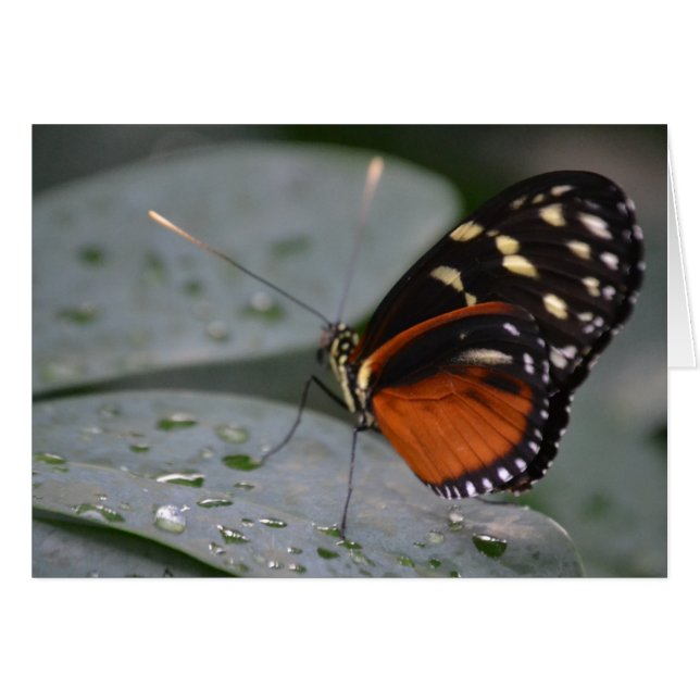 Butterfly (Front Horizontal)