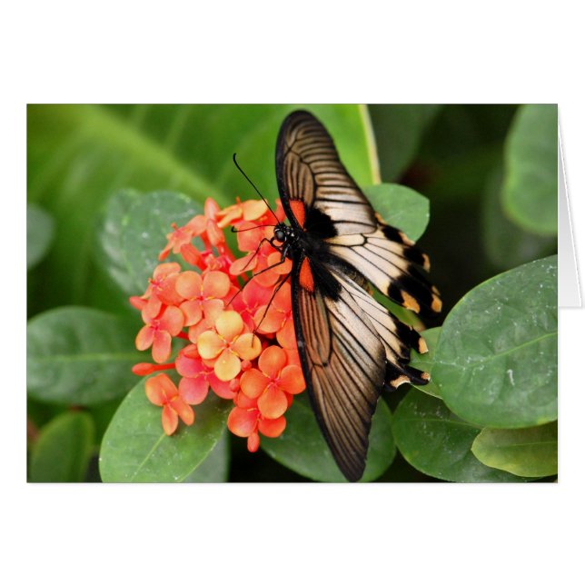 Butterfly (Front Horizontal)