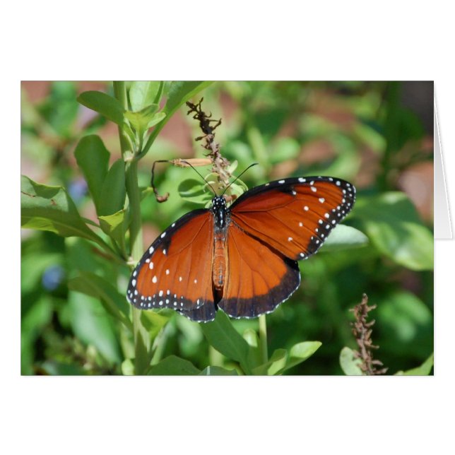 Butterfly (Front Horizontal)