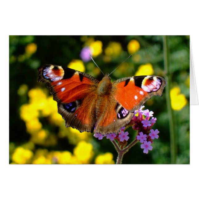 Butterfly (Front Horizontal)