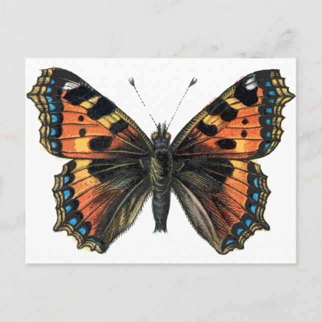 Butterfly 01 postcard (Front)