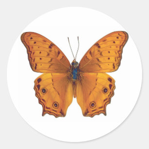 butterfly 03 classic round sticker
