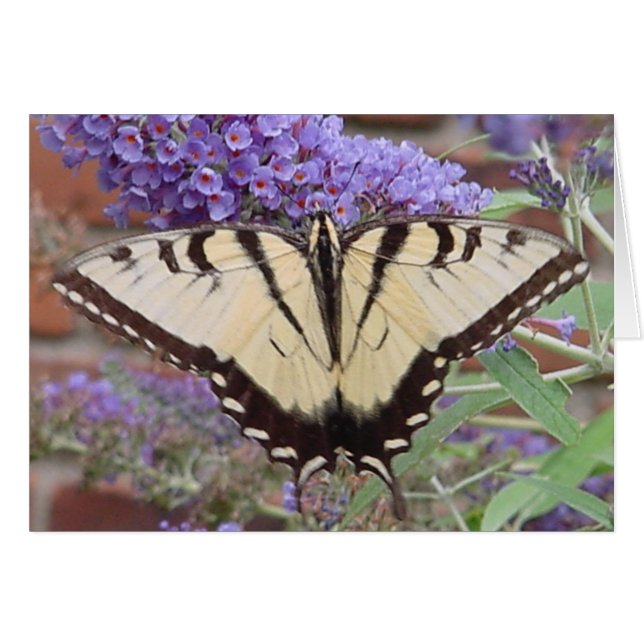 butterfly 2 (Front Horizontal)