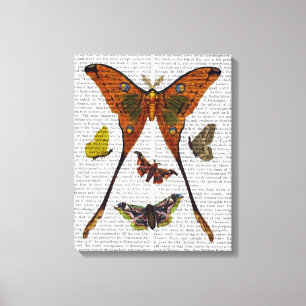 Butterfly 2 canvas print