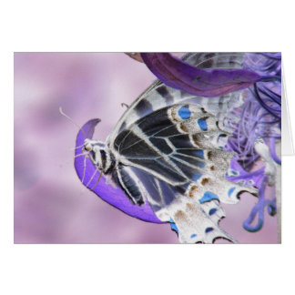 Butterfly altered