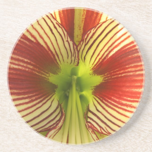Butterfly Amaryllis Coaster (Front)