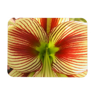 Butterfly Amaryllis Magnet